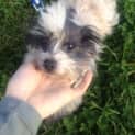 Photo of Pip *Adoption Pending*