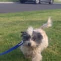 Photo of Pip *Adoption Pending*