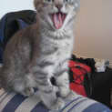 Photo of Penny *Adoption Pending*