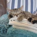Photo of Belle *Adoption Pending*