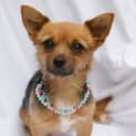 Photo of Bronte
