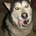 Photo of Keno (D2159)