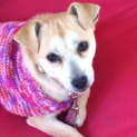 Photo of Matilda ** On Hold For Adoption**