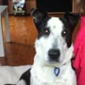 Photo of Laika (Adopted 16/12/2012)