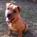 Photo of Drew (Hd174)*Adoption Pending*