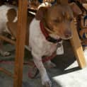 Photo of Cooper