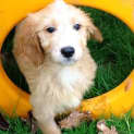 Photo of Buttercup