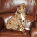 Photo of Maylee **Adoption In Progress**