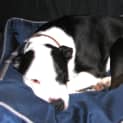 Photo of Foster Care Required Ok With Cats