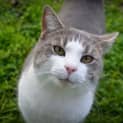 Photo of Chats