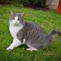 Photo of Chats