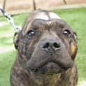 Photo of Jet