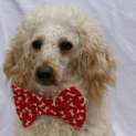 Photo of Wills