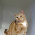 Photo of Bop