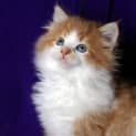 Photo of Brodie Id 7932