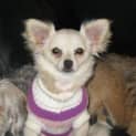 Photo of Sassy *On Trial In Her New Home*