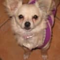Photo of Sassy *On Trial In Her New Home*