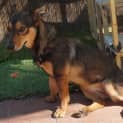 Photo of Skippy