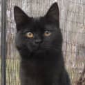 Photo of Chatty Eboni *Adopted!*