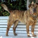 Photo of Pash (On Hold As From 1/11/12)