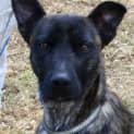 Photo of Chief