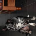 Photo of Buzz
