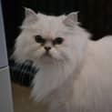 Photo of Winston * Adopted *