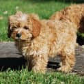 Photo of Oliver Cavoodle
