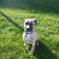 Photo of Bosco