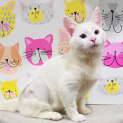 Photo of Wednesday Located In Lower Templestowe