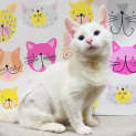 Photo of Wednesday Located In Lower Templestowe