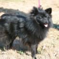 Photo of Licorice (On Trial 10/3/13)