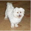Photo of Monty