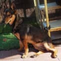 Photo of Skippy