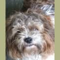 Photo of Dougal