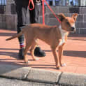 Photo of Tinka