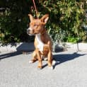 Photo of Tinka