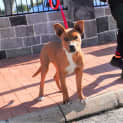 Photo of Tinka