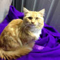 Photo of Harrison * Adopted *