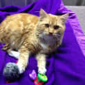 Photo of Harrison * Adopted *