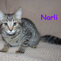 Photo of Narli *Adoption Pending*