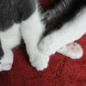 Photo of Tom Tom 🥁 Loving Tuxedo Kitten