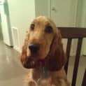 Photo of Jasper * Adopted *