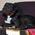 Photo of Sox
