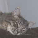 Photo of Lacey