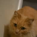 Photo of Samson