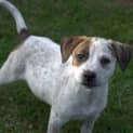 Photo of Pearl ** A Divine Pup **