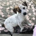 Photo of Pearl ** A Divine Pup **