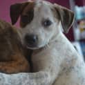 Photo of Pearl ** A Divine Pup **