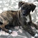 Photo of Jade  ** An Adorable Pup **